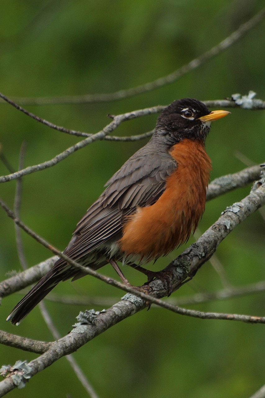 An American Robin perched on branches. The robin is a grey bird with an orange-red chest and a yellow beak.