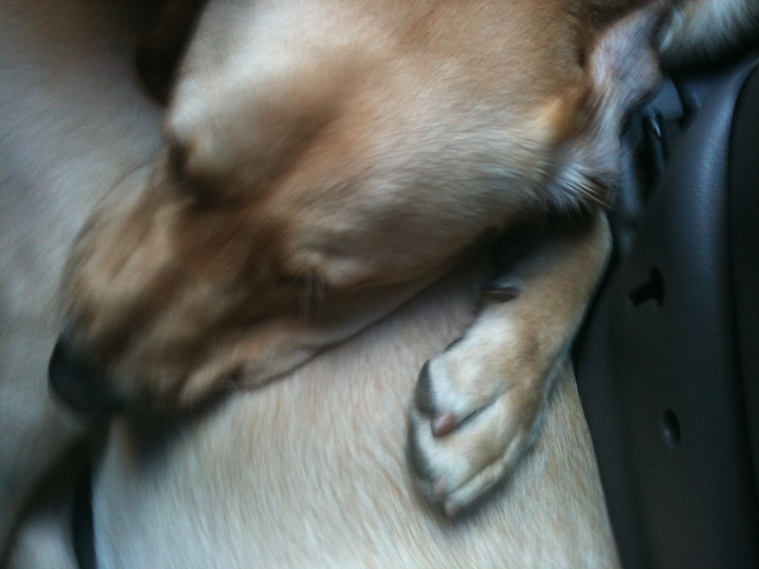 Jim, a yellow Labrador retriever, sleeping with his head on someone's leg.
